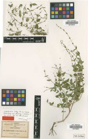 Carlowrightia ovata A.Gray [type]