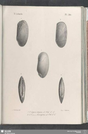 Pl. 381
