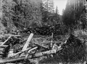 Wald : Gefälltes und abgebrochenes Holz in einem Wald.
