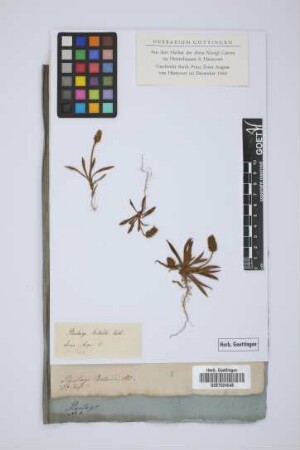 Plantago Bellardi All.