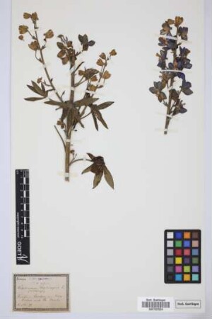 Delphinium staphisagria L.