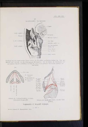 Ligamenta et musculi laryngis.
