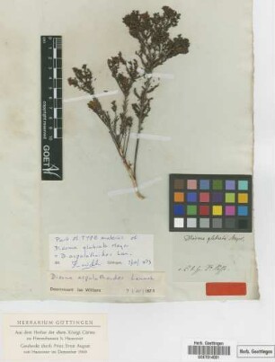 Diosma glabrata
