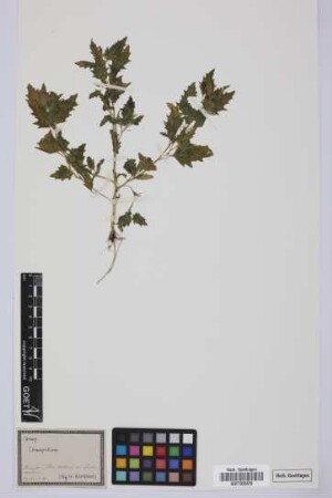 Chenopodium spec.