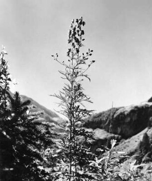 Blauer Eisenhut