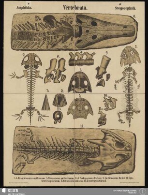 Tafel 42: Vertebrata : Amphibia : Stegocephali