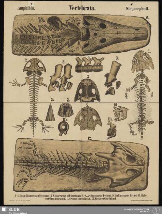 Tafel 42: Vertebrata : Amphibia : Stegocephali