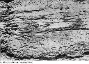 Der heilige Crispinus