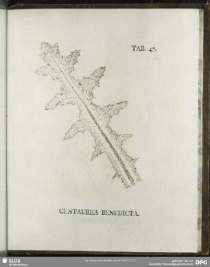 Tab. 47. Centaurea Benedicta. (Benediktenkraut)