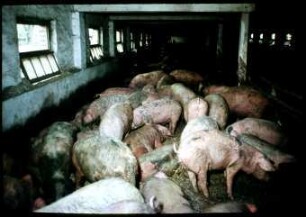 Buchtenlose Schweinehaltung in der LPG Knoblauch