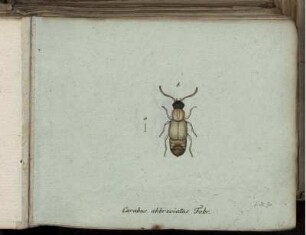 Carabus abbreviatus Fabr. [bis] Carabus dimidiatus Creutzer