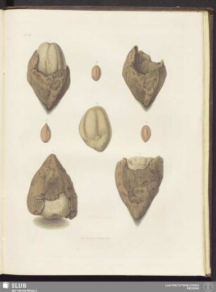 Pl. VII