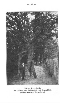 Abb. 3. Doppeleiche. Am Fußweg von Wellingsbüttel nach Poppenbüttel. (Besitzer Henneberg, Amtsvorsteher.)