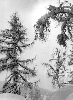 Österreich. Mystische Winterlandschaft bei Seefeld/Tirol. Aufgenommen 1970