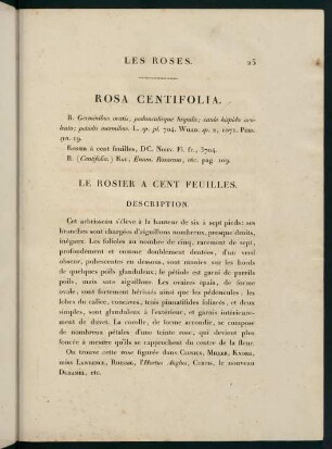 25-26, Rosa Centifolia. Le Rosier a Cent Feuilles.