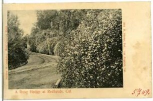Redlands. A Rose Hedge at Redlands, Cal.