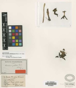 Myrosmodes paludosum (Rchb.f.) P.Ortiz