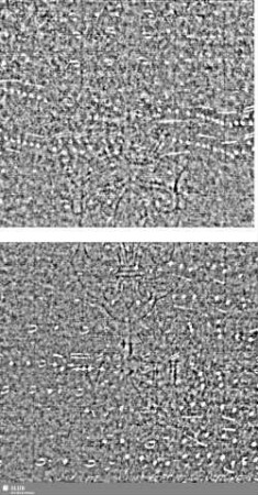 Lilienschild + IESV / LW = S.97/98+113/114