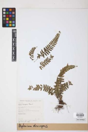 Asplenium discrepans Rosenst.