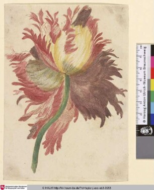 [Hybridtulpe mit "fimbriated" Blütenblättern]
