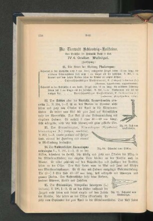 Die Tierwelt Schleswig-Holsteins. IV.6. Grallae. Watvögel.