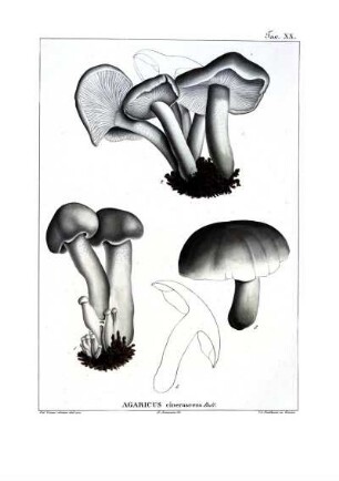 Tav. XX. Agaricus cinerascens Bull.