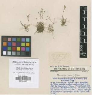 Minuartia verna (L.) Hiern