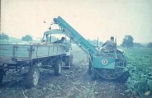Fotografie: Erntetechnik, Futterrüben, Rodelader, Parallelverfahren, Zweiachsanhänger