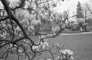 Magnolienblüte im Schlossgarten
