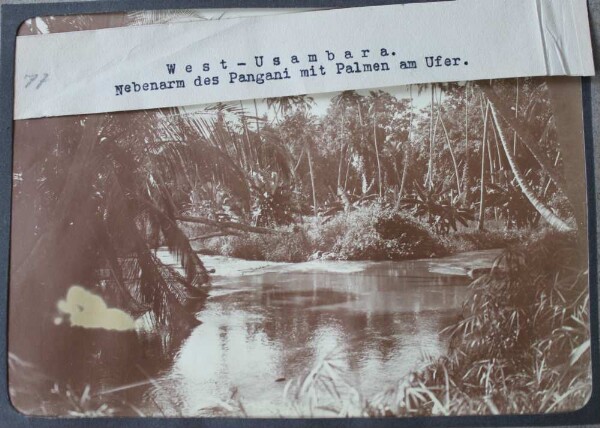 West Usambara: tributary of the Pangani with palm trees on the banks