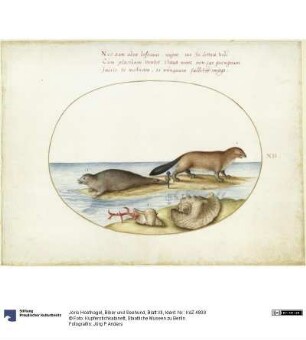 Biber und Seehund, Blatt XII