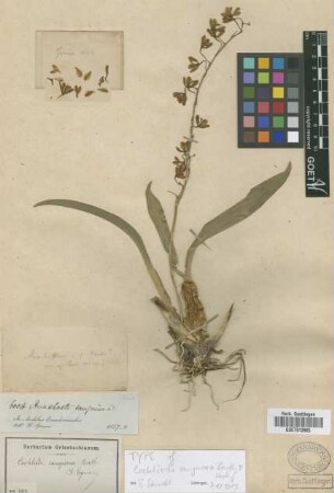 Cochlioda sanguinea Benth. & Hook.f.