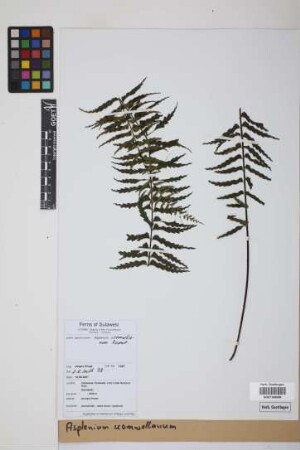 Asplenium cromwellianum Rosenst.