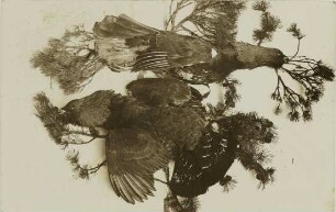 Tetrao urogallus Linnaeus, 1758