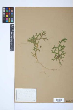 Selaginella flexuosa Spring