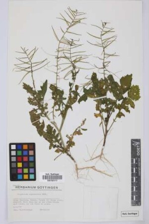 Sisymbrium erysimoides Desf.