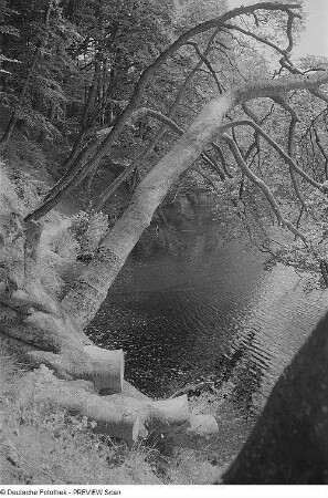 In der Stubnitz. Herthasee im Wald des NationalparksJasmund