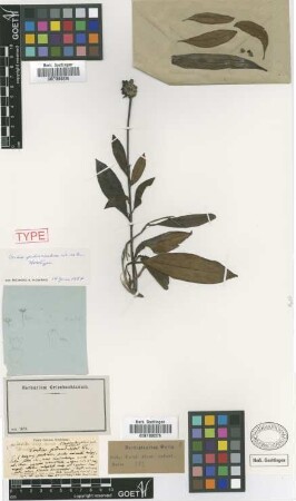 Cordia pedunculosa C.Wright ex Griseb. [holotype]