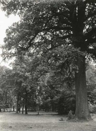 Reichstädt. Schlosspark. Partie im Park mit alter Eiche