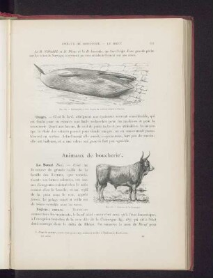 Animaux de boucherie