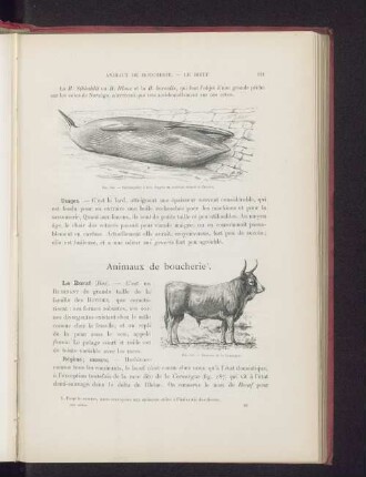 Animaux de boucherie