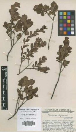 Vaccinium uliginosum L.