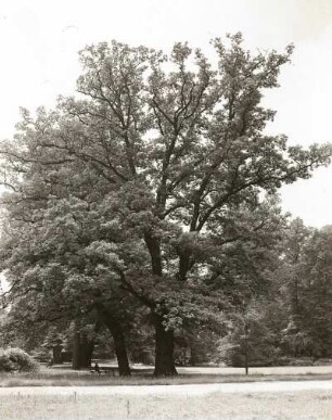 Stieleiche (Quercus robur, Syn.: Quercus pedunculata), auch Sommereiche oder Deutsche Eiche im Großen Garten in Dresden
