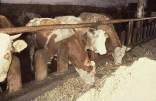Fotografie: Palisadenfressgitter, Bullenmast