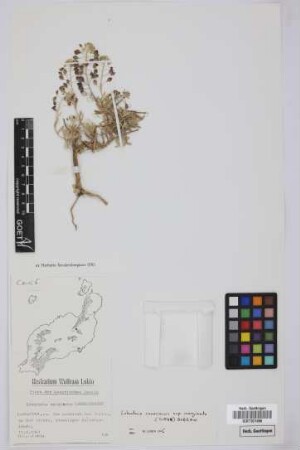 Lobularia marginata (Webb ex Coss.) Webb ex H. Christ