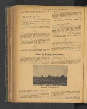 Sisal in Deutsch-Ostafrika.
