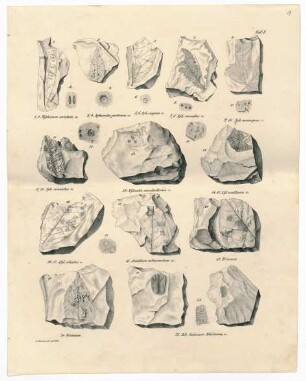 Lithographien nach versteinerter Flora mit aufgeklebter Humboldt-Notiz