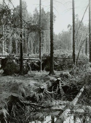 Moritzburg-Radeberger Platte: Massenei bei Arnsdorf. Starke Sturmschäden im Kiefern- und Fichtenstangenbestand 4.VII.1929