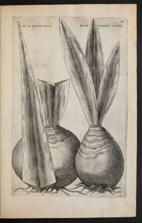 Taf. 32. [Narcissus]