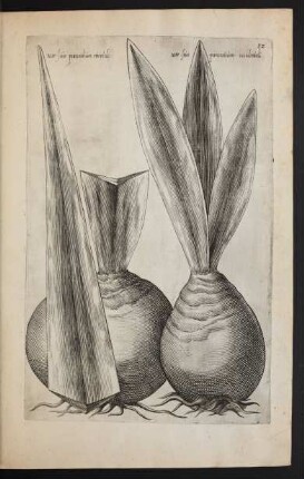 Taf. 32. [Narcissus]